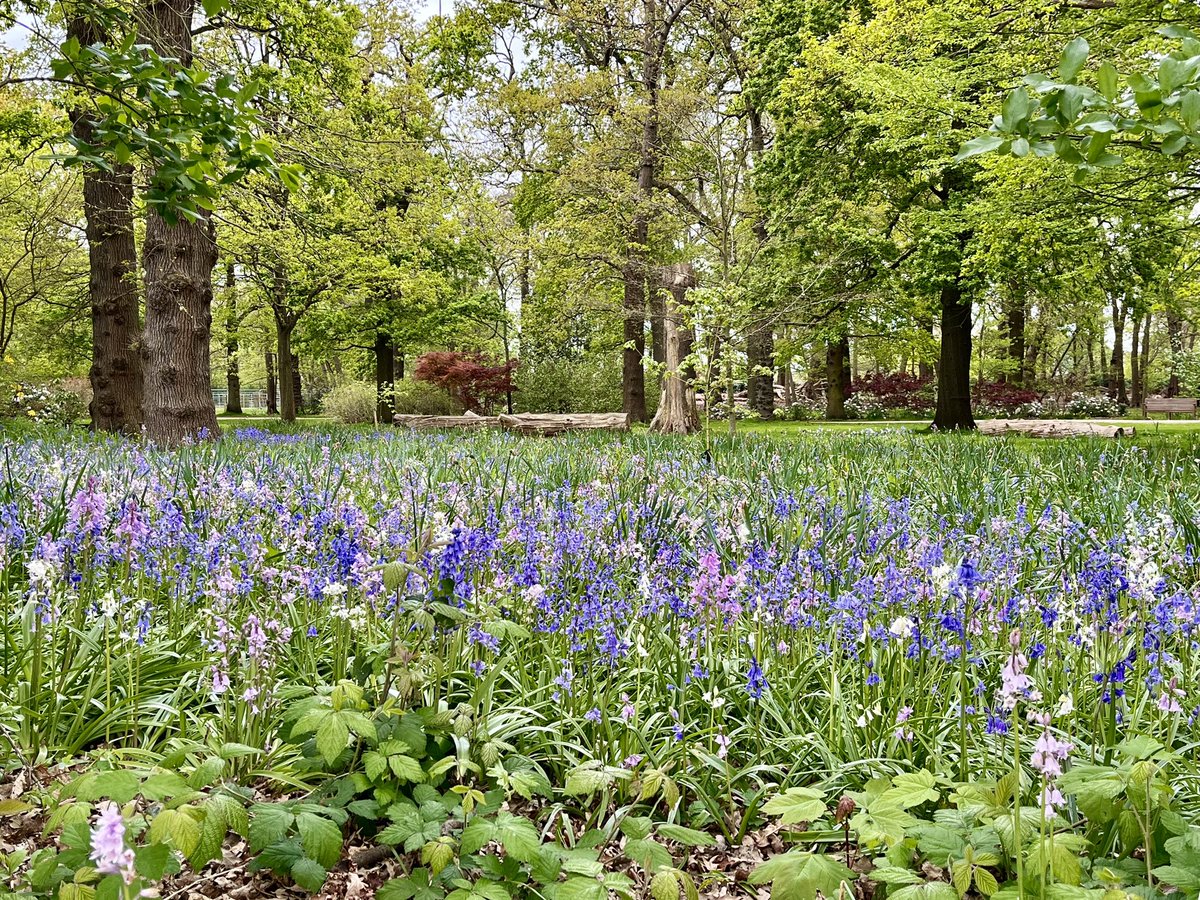 Bluebells showing off a bit #BushyPark