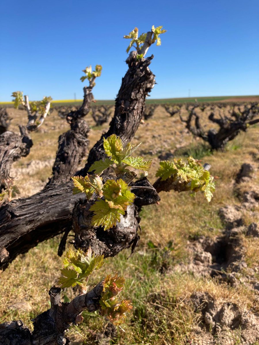 El crecimiento de la brotación en nuestros viñedos avanza y cada vez son más visibles sus efectos. Con el paso del tiempo podremos ver como el manto verde comienza a cubrir por completo las plantas. #DOToro 😍🍇🍃