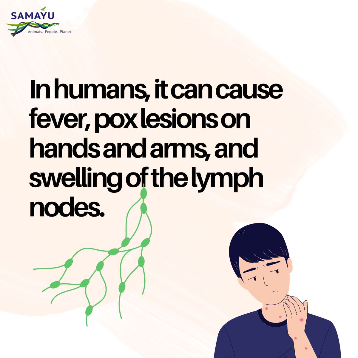 Buffalopox is a zoonotic and contagious viral disease, which mostly affects buffaloes, and can affect cows and human beings. It is caused by buffalopox virus (BPV). 

#samayu #buffalopox #zoonosis #india #animalfarming #healthrisks #sustainablefarming #animalpeopleplanet