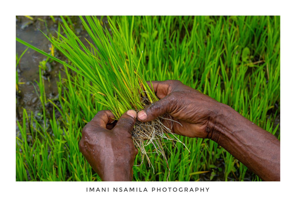 🌾 M B E G U 🌾 📸 @nsamila #Pichazansamila #Tanzania #Kilimo #agriculture #riceseeds #SDG2