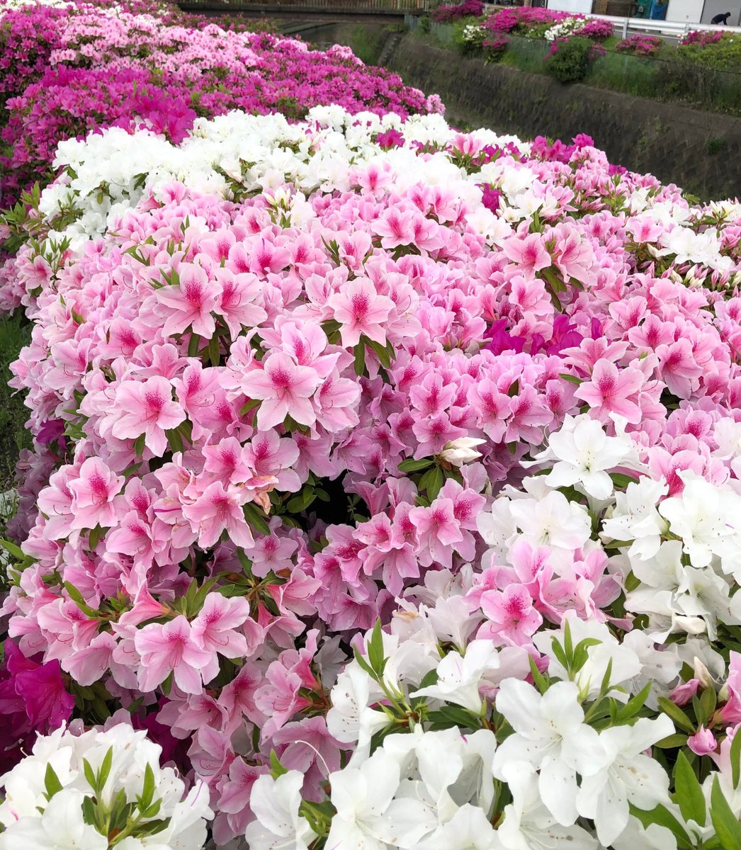 CRYPTNITE tweet media