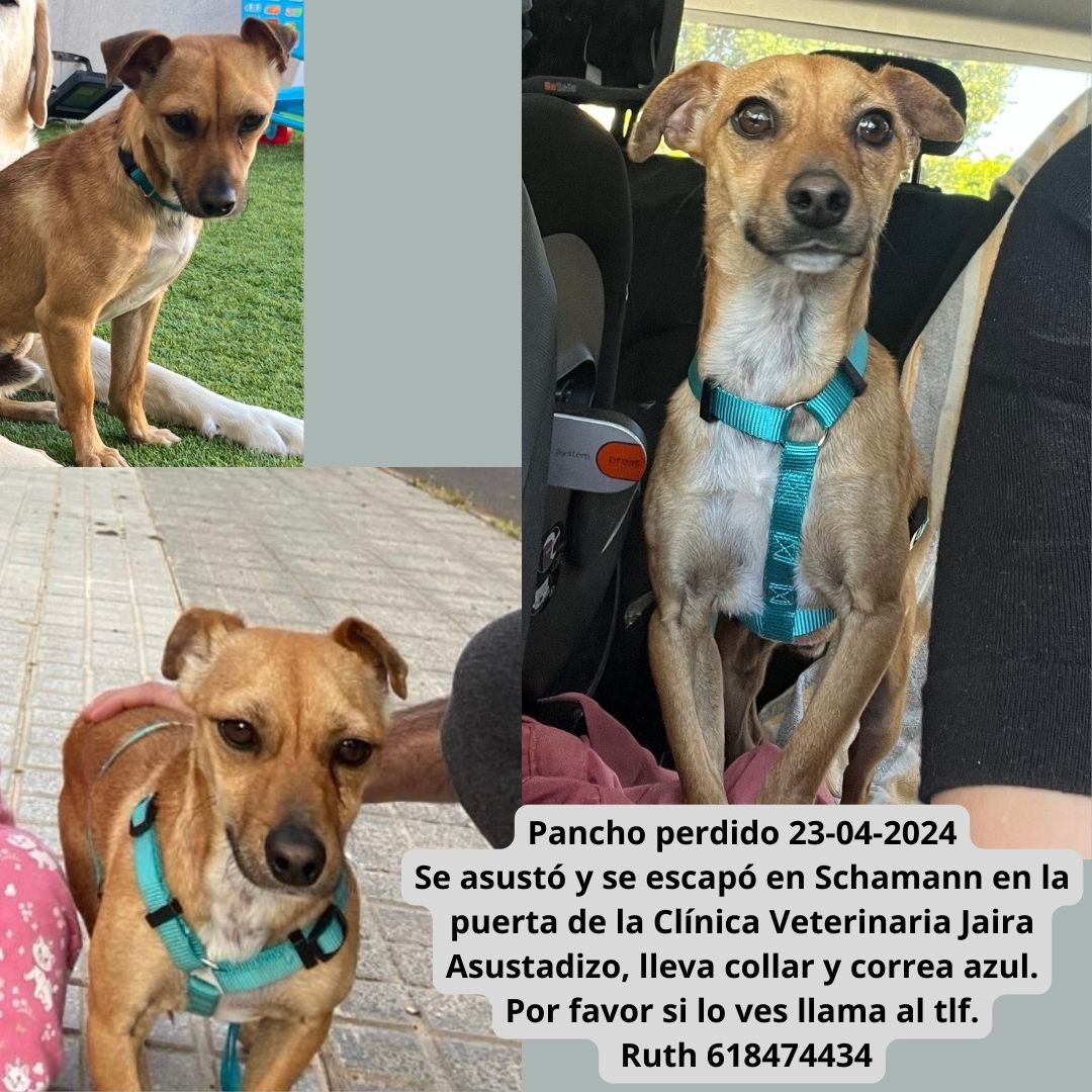 LPGCSaludPublic's tweet photo. #ayuda #perro #perdido. Se llama Pancho, #schamann Macho con collar y correa azul, asustadizo.

Ayúdanos a encontrarlo.

Teléfono de contacto: 618474434.

Comparte📣 https://t.co/gaQTrH8Chz