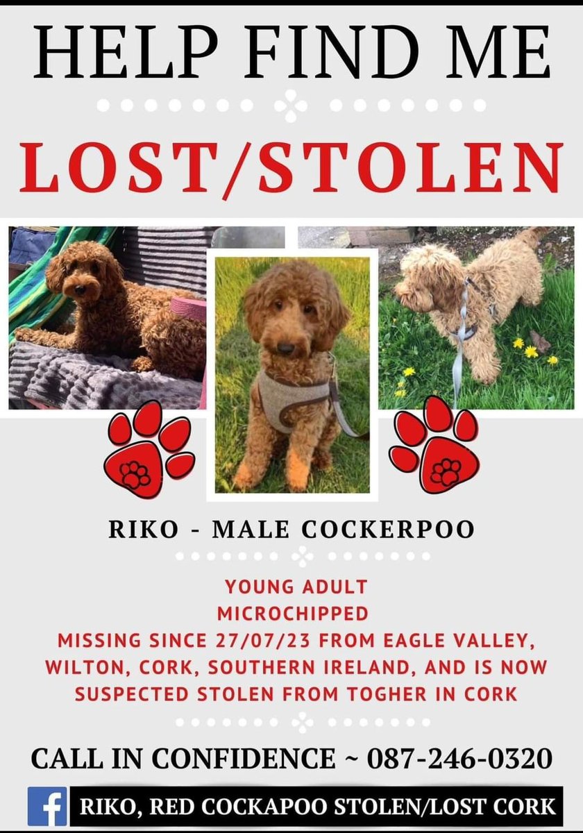 RIKO IS STILL MISSING He has a very black nose & very dark eyes. He has a white flash on his chest. Have you bought or found a dog like Riko since JULY 2023? If you have Riko or suspect you do, please call numbers on poster or hand him to a vet Finders Fee offered #cork #ireland