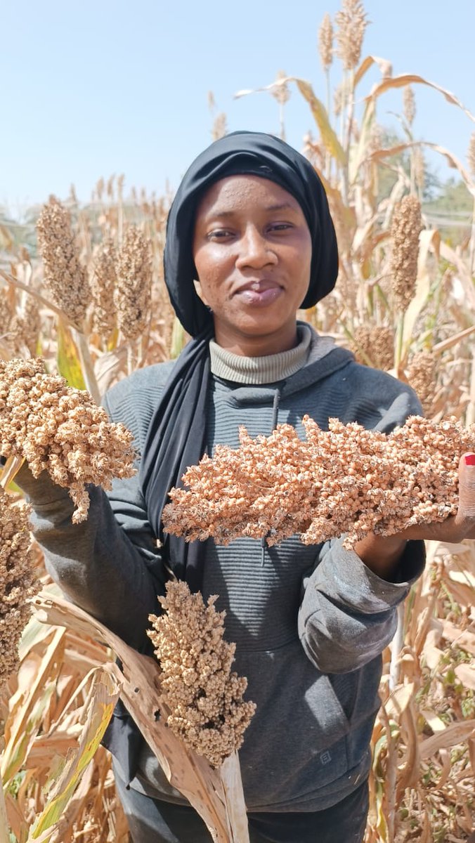 #Burkina
Investir dans la recherche agricole pour créer de nouvelles variétés de sorgho est un moyen efficace de renforcer la durabilité, la résilience et la sécurité alimentaire des communautés agricoles, tout en contribuant à atténuer les effets du changement climatique.