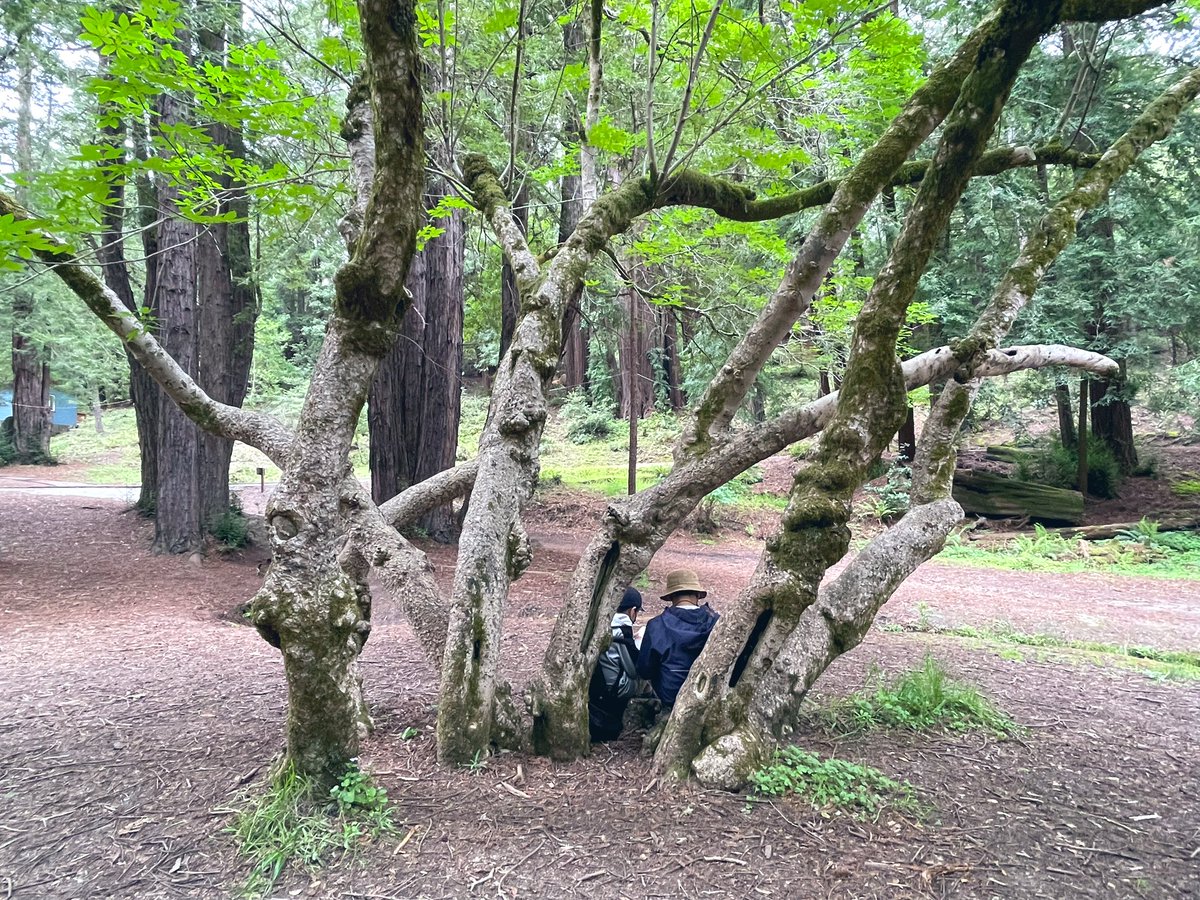 On Tuesday we partner read our class novel, Tuck Everlasting, while at Outdoor Ed under the Redwood Trees, & listened for the twinkling of the elves. #edchat #OutdoorEducation #5thchat