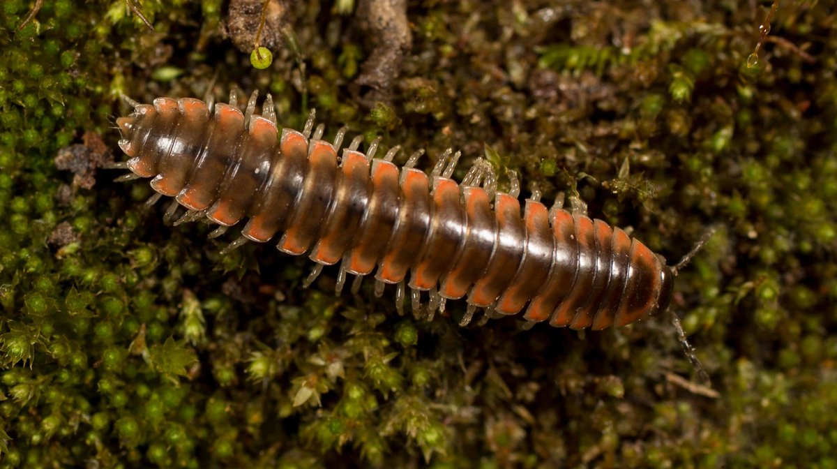 #Swifties! 🎤

An #NSFfunded researcher @virginia_tech named a new species of millipede, Nannaria swiftae, after singer @TaylorSwift13.  

When asked about her newfound fame, the millipede claimed to be 'just a regular, small-town girl.' 

bit.ly/3Jy3E0o

📷 Derek Hennen