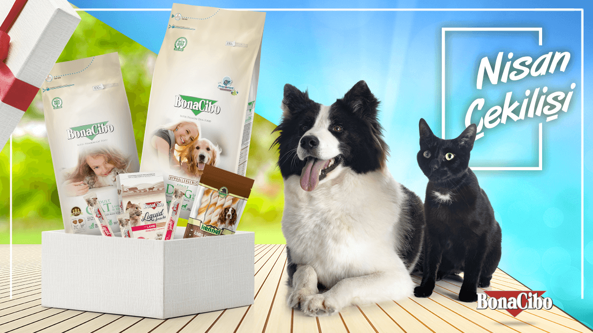 📣 BonaCibo'da Nisan Çekilişi! 📣

👉@bonacibo hesabımızı takip et.
👉 Gönderimizi beğen ve repostla.
👉 Bir arkadaşını yoruma etiketle.

5 kişiye: 4kg kuru #KediMaması + 3 paket 6x15gr sıvı ödül veya 8kg kuru #KöpekMaması + 6 adet 20cm çiğnemelik kemik!  

Sonuçlar 2 Mayıs!🤩