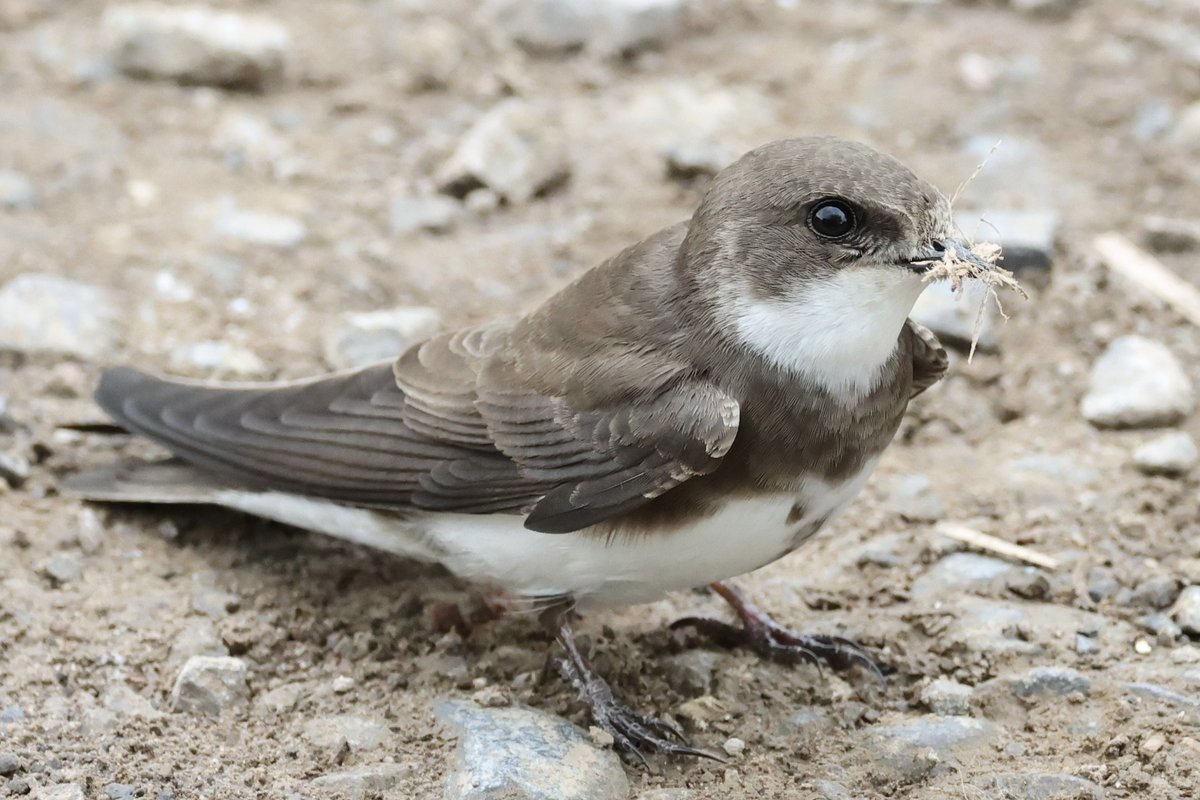 🥰 How cute is this? Sand martin, Riparia riparia collecting nesting material for our cliff 🫶🏼 We are so lucky they are staying for the summer! 📸 Sue Smith