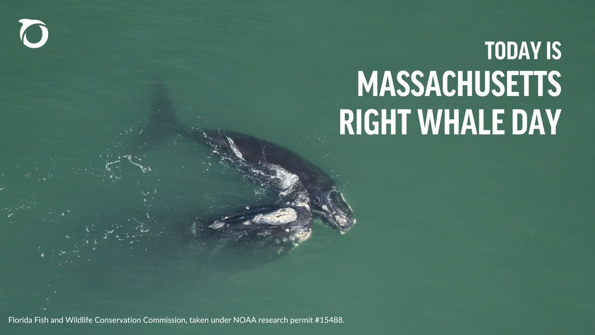 Today is #Massachusetts Right Whale Day! Critically endangered North Atlantic right whales rely on MA waters for food and passage on their seasonal migrations. But here, as in most of their habitat, they are threatened by boat strikes & fishing gear entanglements.