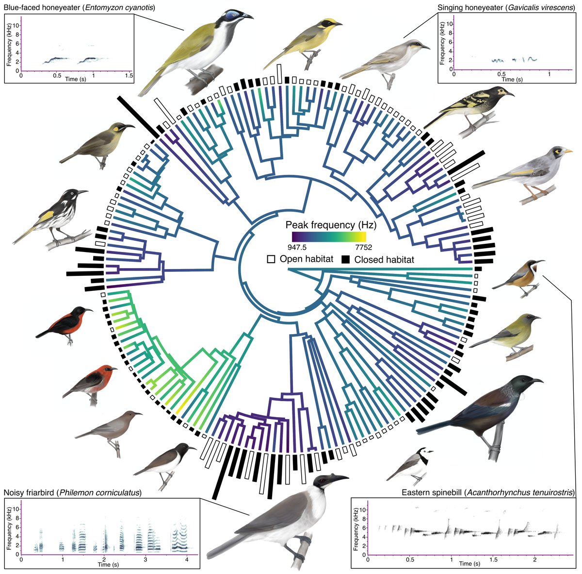 @eleanorhay.bsky.social (@eleanormhay) on Twitter photo Our new paper is now out in #ProcB! We explored the drivers of song evolution across honeyeaters, focusing on the morphological constraint and acoustic adaptation hypotheses. <a href="/Chownlab/">Chownlab</a> <a href="/MonashBiol/">School of Biological Sciences, Monash</a>
Check out the paper here: royalsocietypublishing.org/doi/10.1098/rs… Our new paper is now out in #ProcB! We explored the drivers of song evolution across honeyeaters, focusing on the morphological constraint and acoustic adaptation hypotheses. <a href="/Chownlab/">Chownlab</a> <a href="/MonashBiol/">School of Biological Sciences, Monash</a>
Check out the paper here: royalsocietypublishing.org/doi/10.1098/rs…