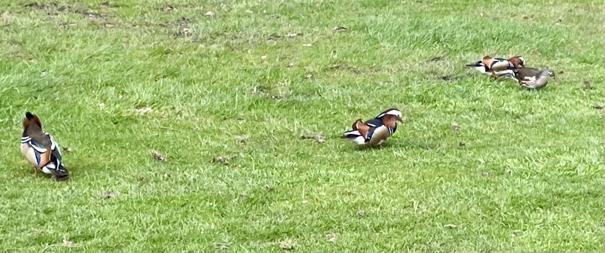 Some unusual but welcome visitors on the course today - spotted on the 3rd fairway -Mandarin Ducks