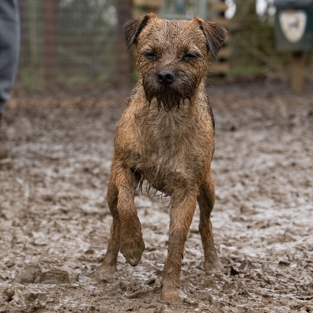 RuffTumbleCoats's tweet photo. There's one way to stop muddy fun becoming a messy house...
and it's called a Ruff and Tumble Drying Coat.
The original and best way to dry wet dogs fast.
SHOP: https://t.co/RIODSHuS7s
#ruffandtumble #dryingcoats #bestdryingcoats #dogdrying https://t.co/OydmeZ1cql