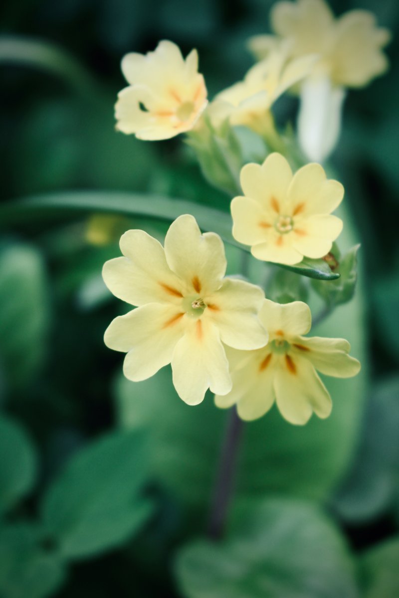 Primroses in the garden 🌿🤍💛