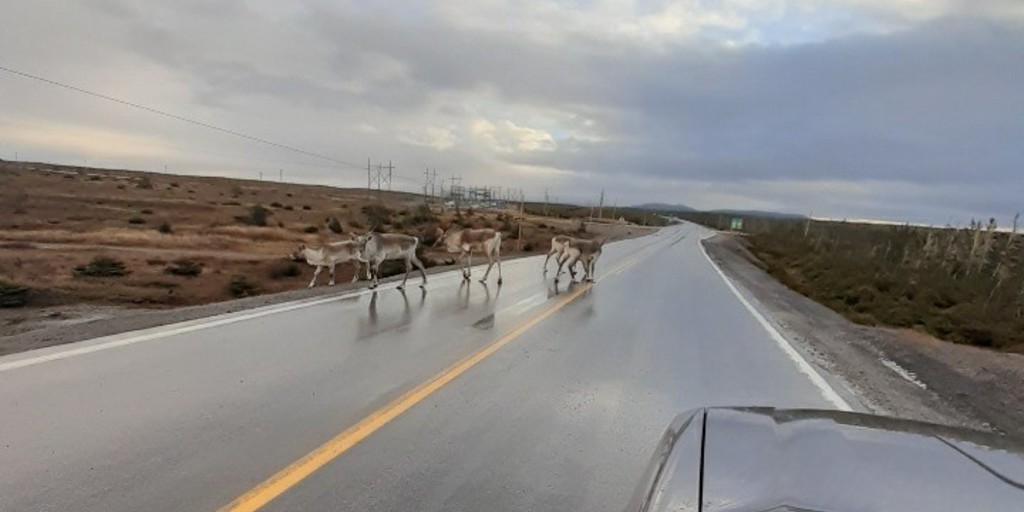 Caribou are on the move! Watch out for wildlife when travelling NL's roads & highways. Reduce the risk of a collision: scan both sides of the road, pay attention to warning signs, avoid driving at dusk & dawn & reduce speed at night. #nltraffic #GovNL gov.nl.ca/releases/2024/…