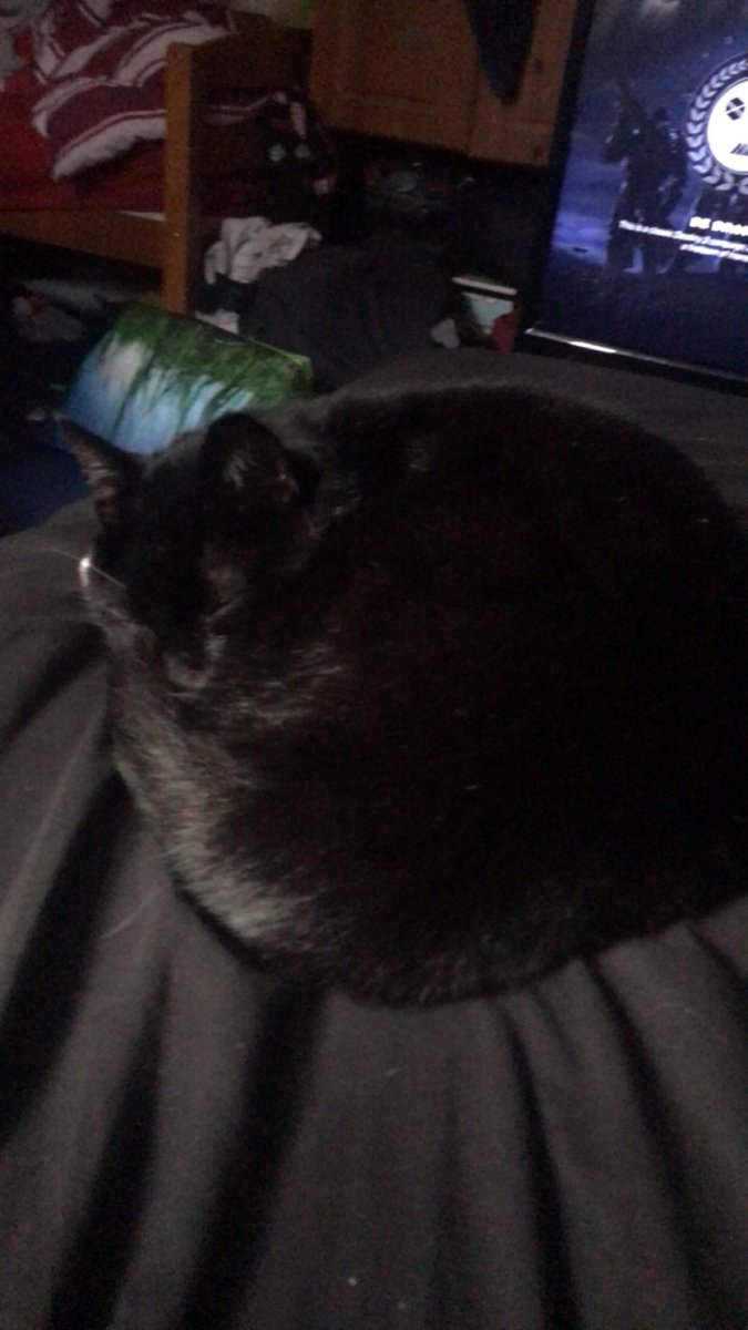 JadeMinutti's tweet photo. @Harpers_Studio Felix, Major and Buster https://t.co/1QPPuXfl1S