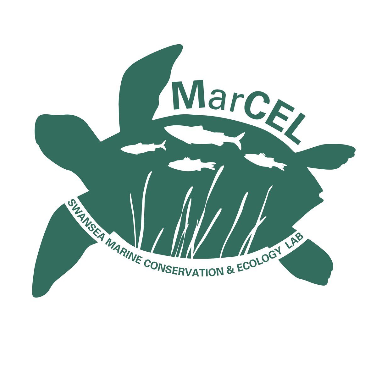 We are the Marine Conservation & Ecology Lab at @SwanseaUni headed by @EstebanNicole🌊 Over the next few weeks, we will introduce the MarCEL team and their amazing research on topics from salt marshes in South Wales to sea turtles on tropical islands🐟🏝️ Watch this space!👀