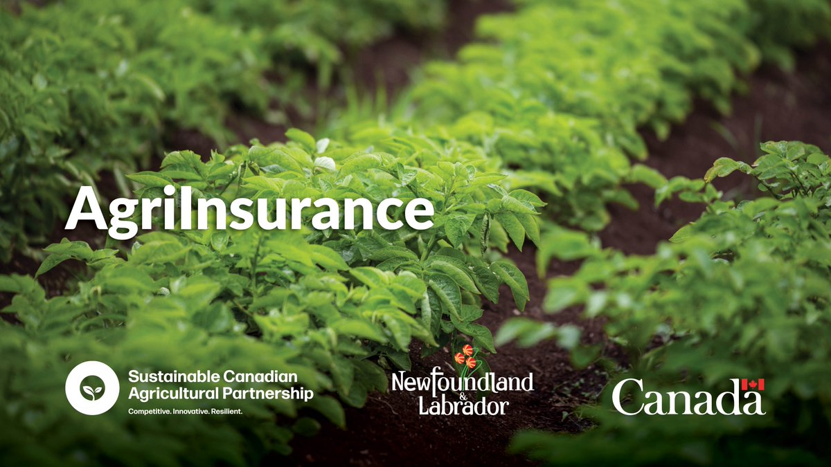 Insurance programs are available to help farmers manage risks in agricultural production. The deadline to apply for AgriInsurance is April 30, 2024. Application info: gov.nl.ca/ffa/programs-a… #NLAgriculture #GovNL @NLFarms @AAFC @NLYoungFarmers