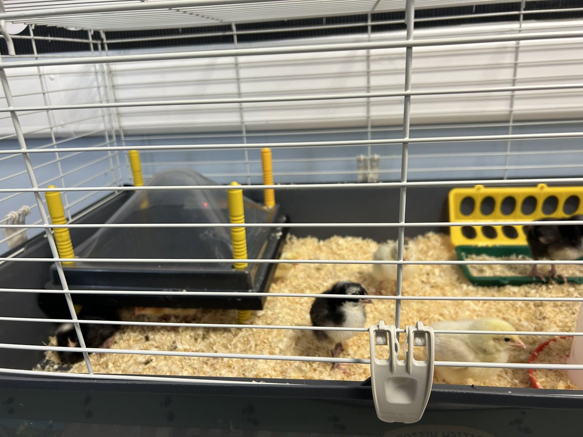 MPSChicks's tweet photo. I had the pleasure of meeting the chicks at @WishawAcademy this morning! They are far too cute! 🐥 https://t.co/brJfB5eRmp