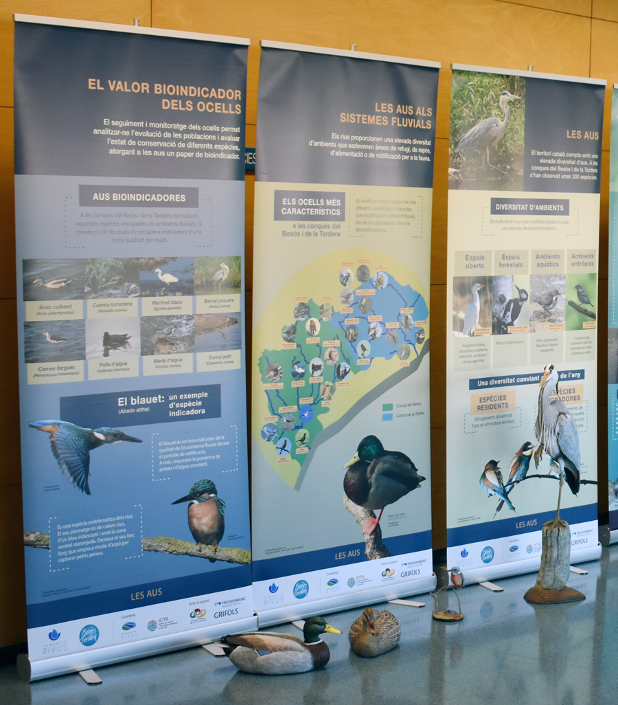 Fundació Rivus (@fundaciorivus) on Twitter photo 📢Ja es pot visitar l'exposició "Les Aus" al Centre Cívic i Cultural El Rieral <a href="/BiguesiRiells/">Bigues i Riells del Fai</a>!
🐦🧐Podreu conèixer les espècies més comunes dels nostres rius i saber quin és el seu paper bioindicador. Amb figures a escala real!
📅Fins al 28 d'abril
ℹ️👇
biguesiriells.cat/ca/actualitat-… 📢Ja es pot visitar l'exposició "Les Aus" al Centre Cívic i Cultural El Rieral <a href="/BiguesiRiells/">Bigues i Riells del Fai</a>!
🐦🧐Podreu conèixer les espècies més comunes dels nostres rius i saber quin és el seu paper bioindicador. Amb figures a escala real!
📅Fins al 28 d'abril
ℹ️👇
biguesiriells.cat/ca/actualitat-…