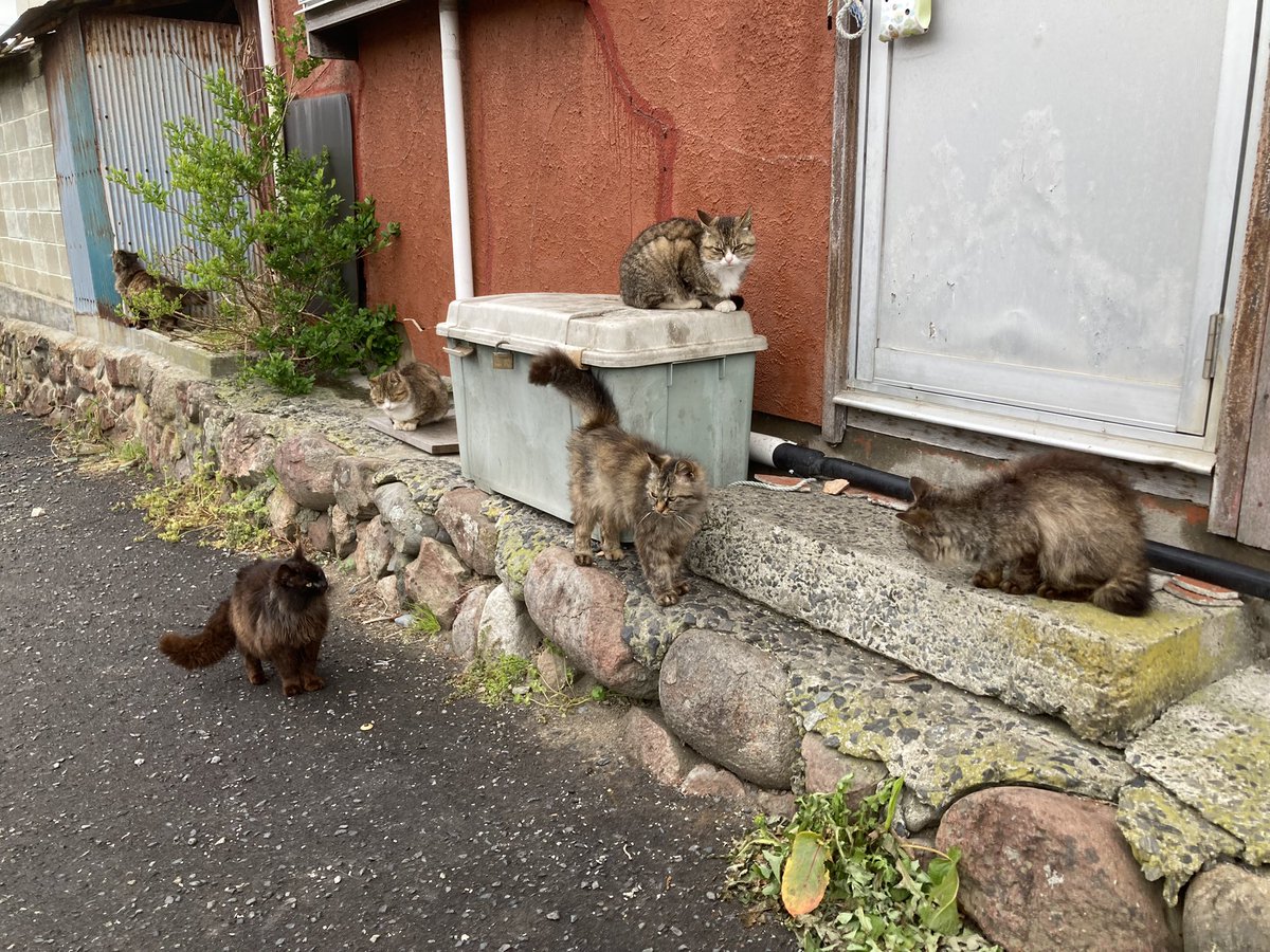 いつもの場所でくつろぐ皆さん😸

#田代島クロネコ堂 #ネコ #cats #catisland #CatPhotography