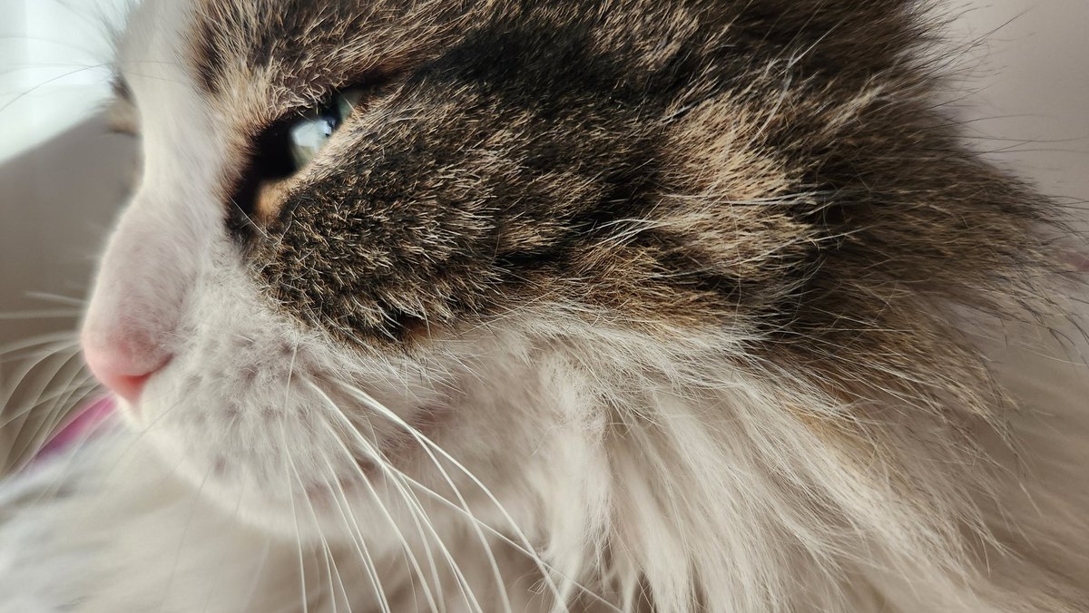 Whiskers...#WhiskersWednesday #Hedgewatch