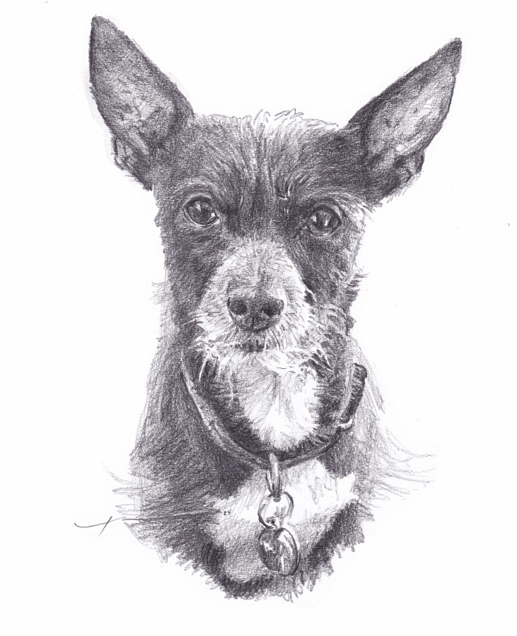 Recently finished drawing this 8x10 pencil portrait of Betty the bearded chihuahua from a family photo using a Blackwing pencil on Canson paper.  MikeTheuer.com

#pencilportrait #chihuahua #blackwing #canson