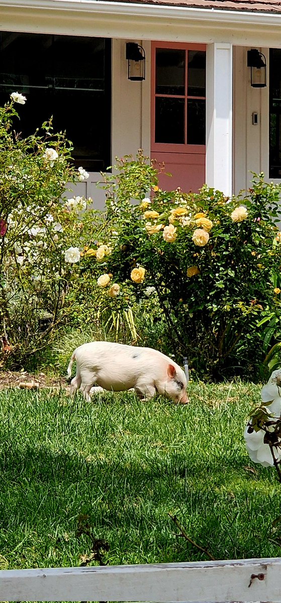 A miniature pet pig. Every home should have one?