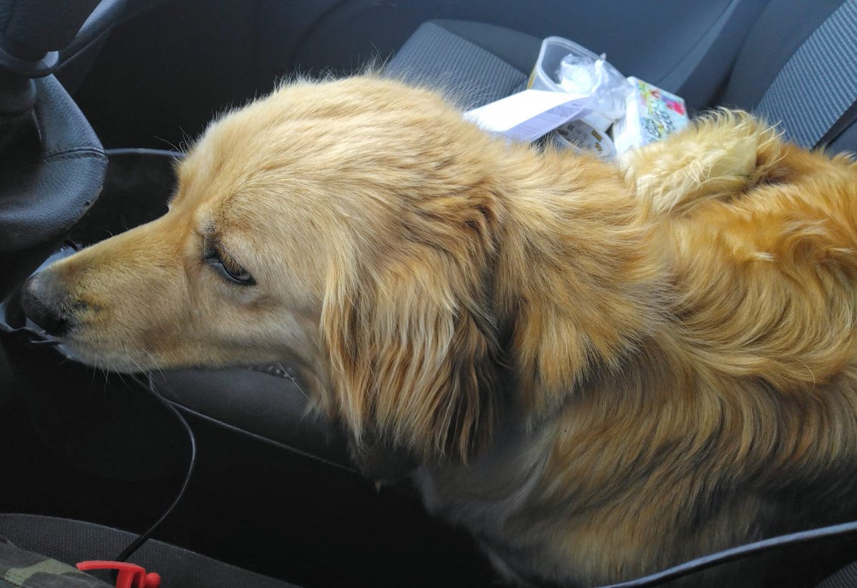 24.04.24 Trouvé chienne beige à Viviers les Montagnes. Est à la fourrière de Teyssode (Les Templiers d'Hadès : 05 63 61 96 98). #Tarn #chien