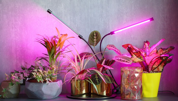 The Intersection of Nature and Technology – The Rise of Plant Growth Lamps

#NatureAndTechnology #GreenTechnology #PlantGrowthLamps #PlantCare #HomeDecor #AdvancedTechnology #IndoorGardening @NASA @MDPIOpenAccess @ResearchGate @NCBI @UMaineExtension 

tycoonstory.com/the-intersecti…