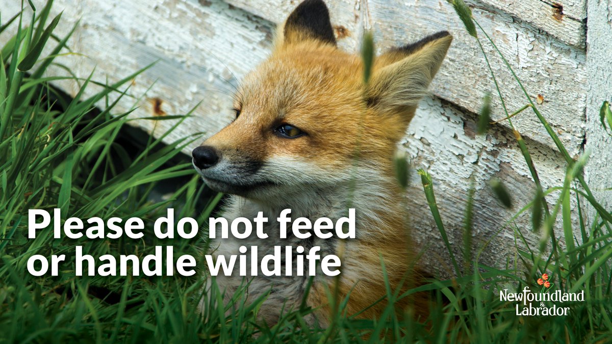 Please #DontFeedWildlife even if you think an animal is hungry or abandoned. It doesn't help wildlife & may create safety hazards if wild animals become dependent on people. Leave animals undisturbed in the wild where they belong. #GiveWildlifeRoom #WildlifeDiseases #GovNL