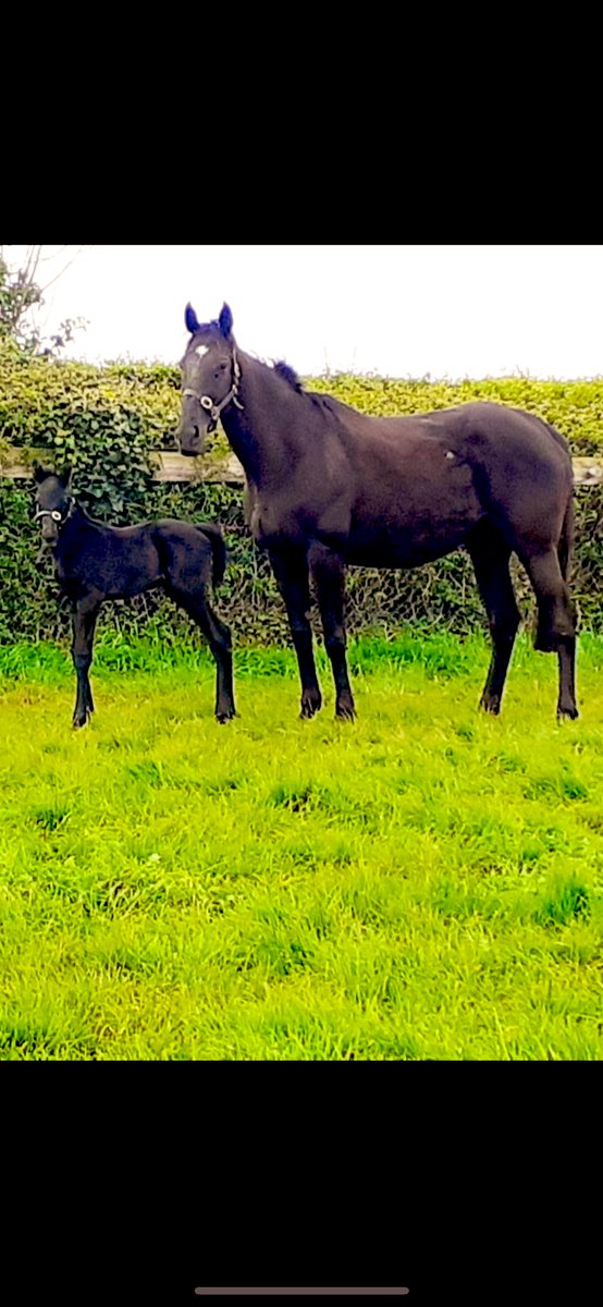 Meet the lovely new boy Jacksie! Born yesterday morning to mam Derrylinda (soldier of fortune) who was a 2 time winner for us with @gavincromwell1 and sired by Jack Hobbs at @OvburySires Striking a pose on day one - the world is his catwalk!