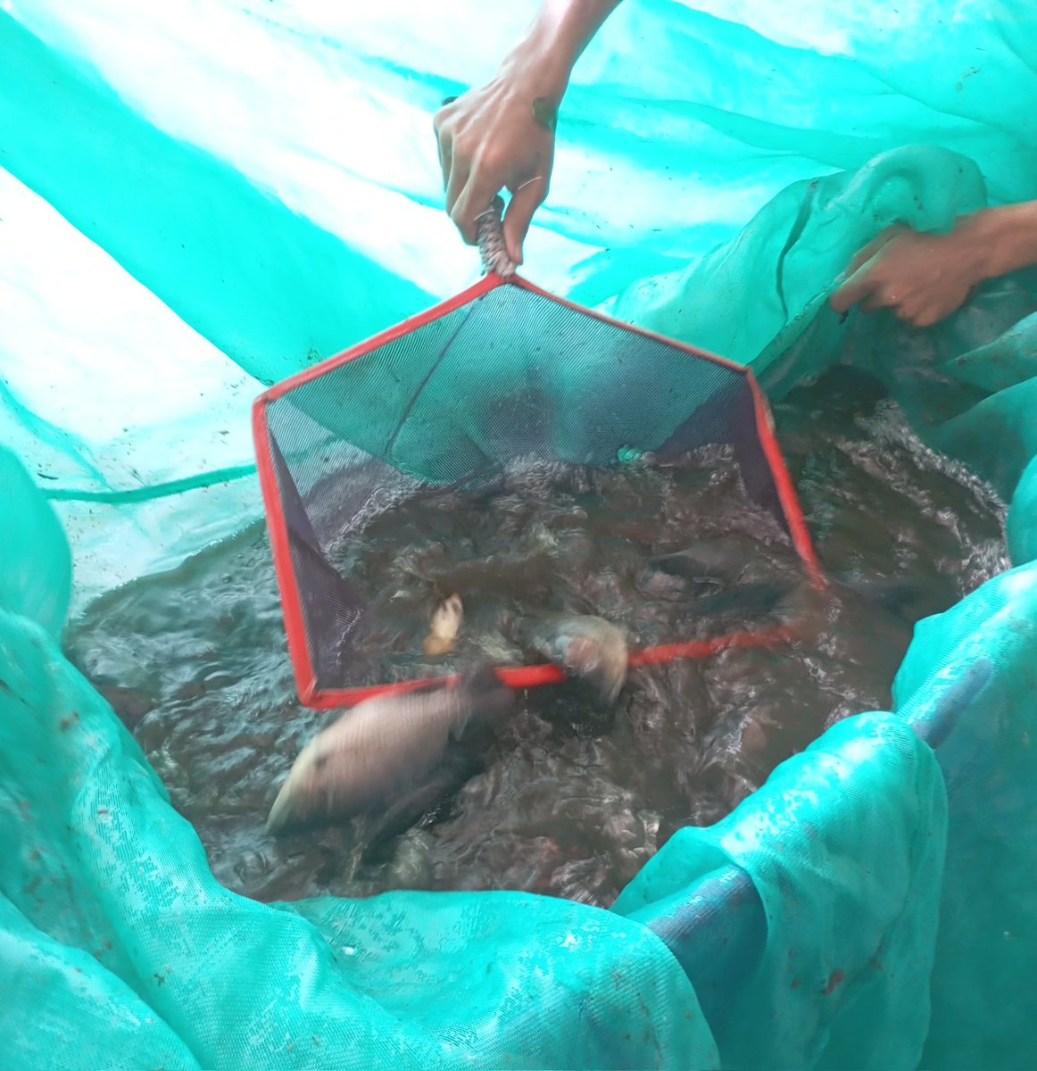 RikeLurin's tweet photo. Rabu 24/4/2024, Rike Lurin Luhkan Kab. Blitar pendataan produksi ikan nila Bapak Imam Muslim Desa Karangsono Kec.Kanigoro, panen 270 kg, Rp. 23.000/kg, size 1kg isi 4 ekor #panen #produksi #Luhlapor #GiatLuhkanSatminkalBWI @puslatluhkp @bppsdm_bp3bwi https://t.co/EZBu2TAlrx