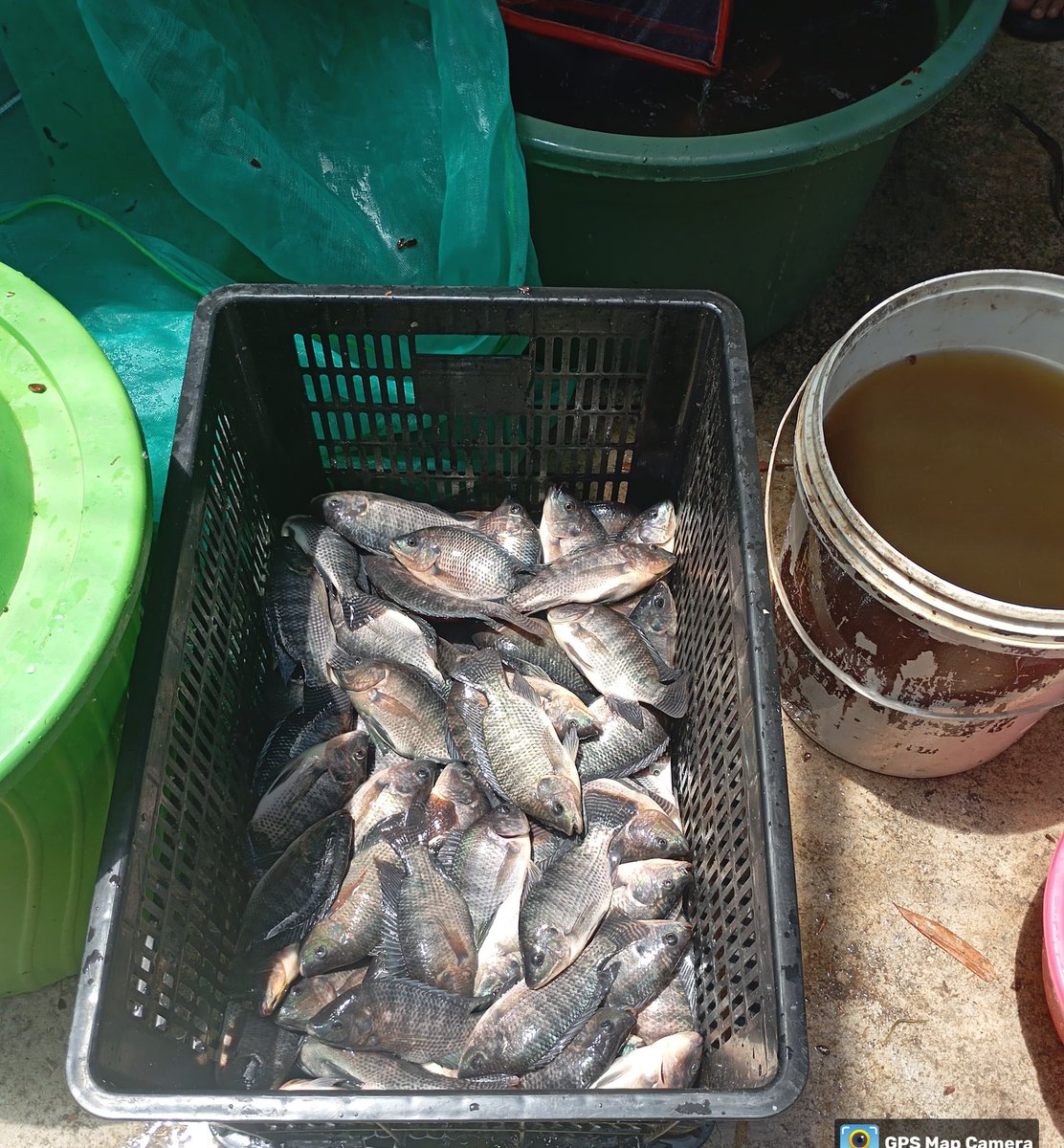 RikeLurin's tweet photo. Rabu 24/4/2024, Rike Lurin Luhkan Kab. Blitar pendataan produksi ikan nila Bapak Imam Muslim Desa Karangsono Kec.Kanigoro, panen 270 kg, Rp. 23.000/kg, size 1kg isi 4 ekor #panen #produksi #Luhlapor #GiatLuhkanSatminkalBWI @puslatluhkp @bppsdm_bp3bwi https://t.co/EZBu2TAlrx