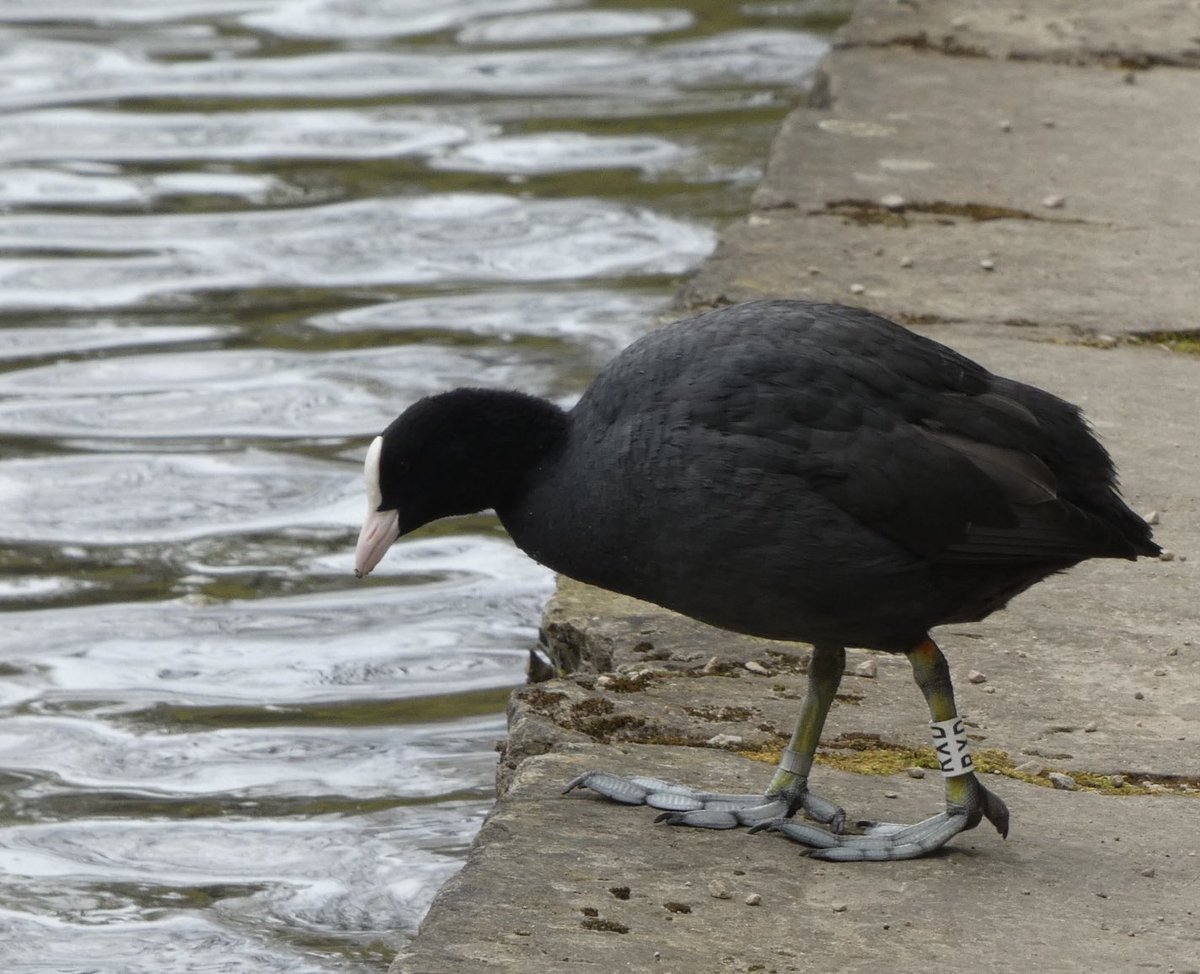 Calybites's tweet photo. #CootStudy at Shibden Park mere, Halifax, today.
RXD and RX6 both have mates sitting on nests.
RX6 is helping to feed his newly-hatched chicks and chasing any Canada Geese that come too near.
#Fulica atra #VC63 #Yorkshire
https://t.co/U3CI5Oj0mR β¦@WaterbirdCMβ© https://t.co/mwhIrRdlBw