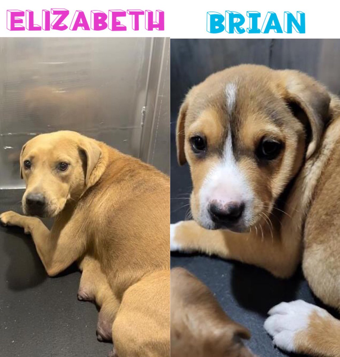 🆘 DOG MOM ELIZABETH 🌸#A710542 (1yo) & HER 2 MTHS OLD PUPPY BRIAN 💙#A710539 ARE BEING KILLED TODAY 4.24 BY SAN ANTONIO ACS #TEXAS‼️

To #foster / #AdoptDontShop one or both of them 📧 acsrescue-foster@sanantonio.gov / acsadoptions@sanantonio.gov

#DogLovers #PledgeForRescue 🙏🏼