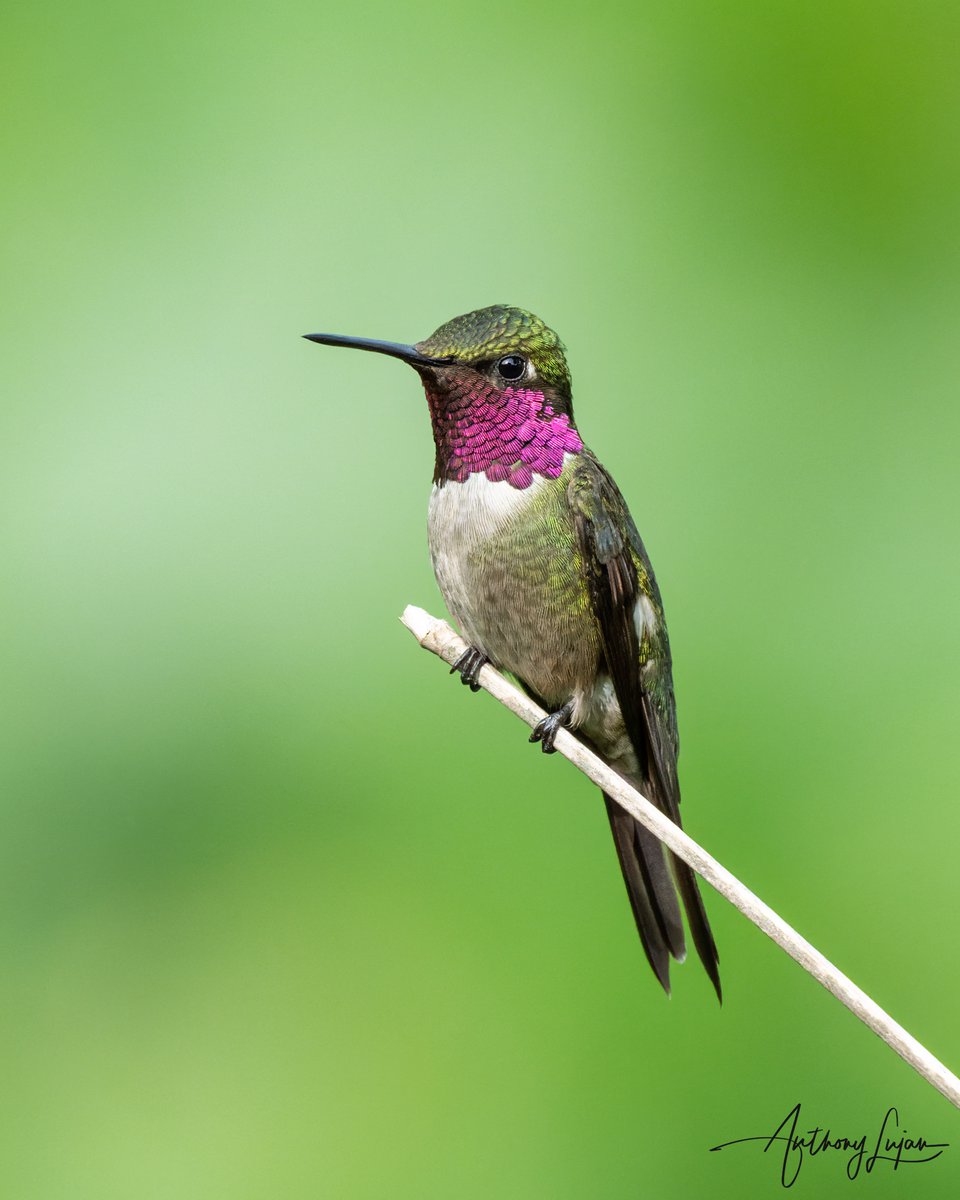 Amethyst Woodstar
Calliphlox amethystina 
IUCN status - Least Concern
Sony A1 - Sony 600mm

#AmethystWoodstar #woodstar #hummingbird #nuts_about_birds #earthcapture #nature #natgeoyourshot #hummingbirdsofbrazil #naturephotography #sonya1 #sony600mm #sony600mmf4 #birdsonearth #...