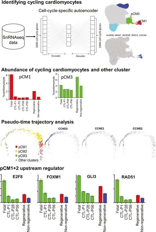 This study reports continuing investigations into cell-cycle progression in cardiomyocytes of fetal pigs, using a model of myocardial infarction in test animals. doi.org/10.1093/stmcls…