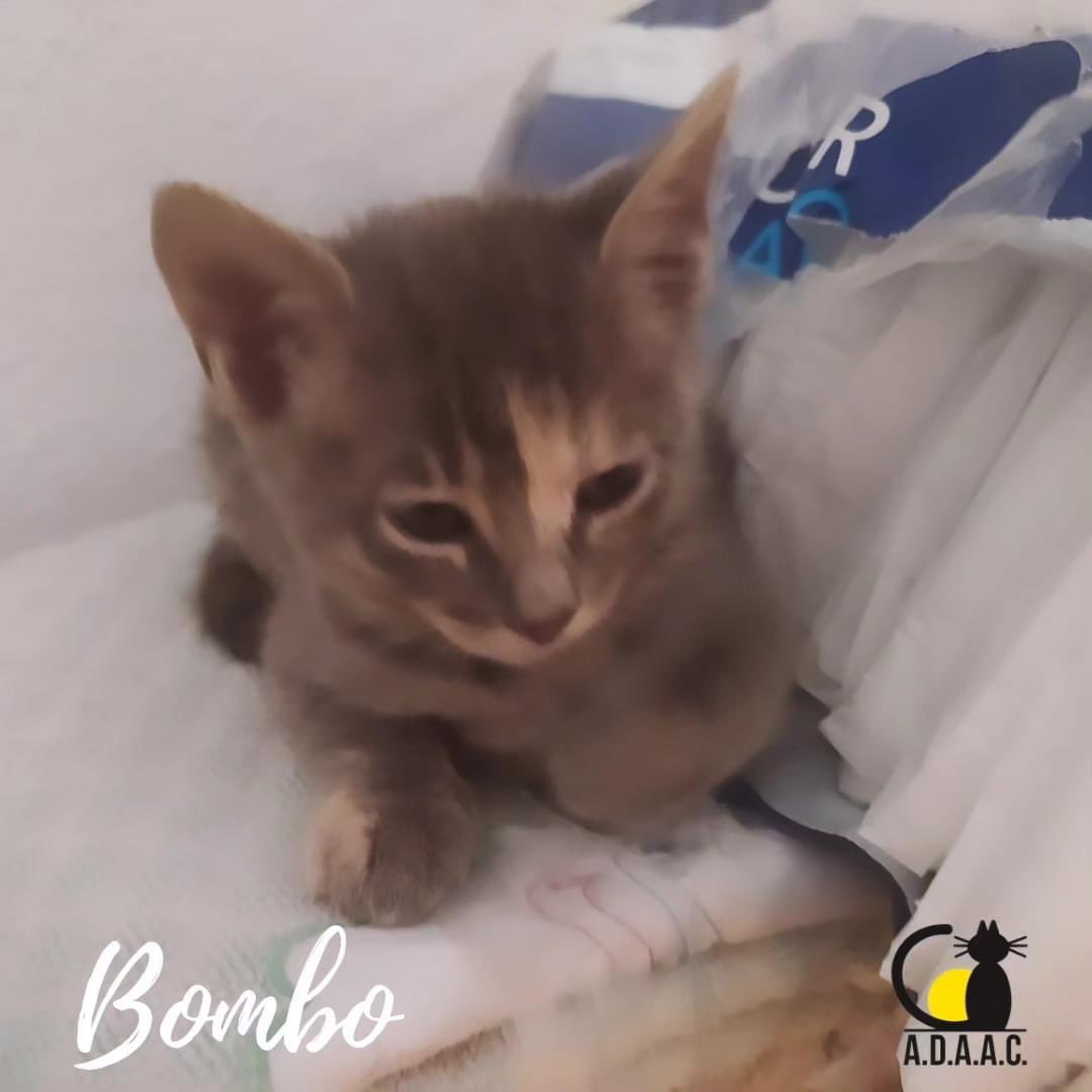 ADAAC Colmenar Viejo (Madrid) tweet media