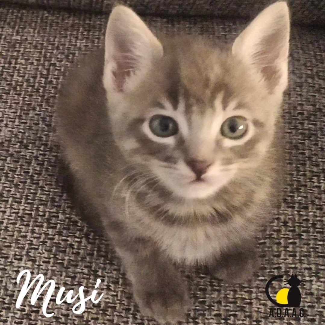 ADAAC Colmenar Viejo (Madrid) tweet media