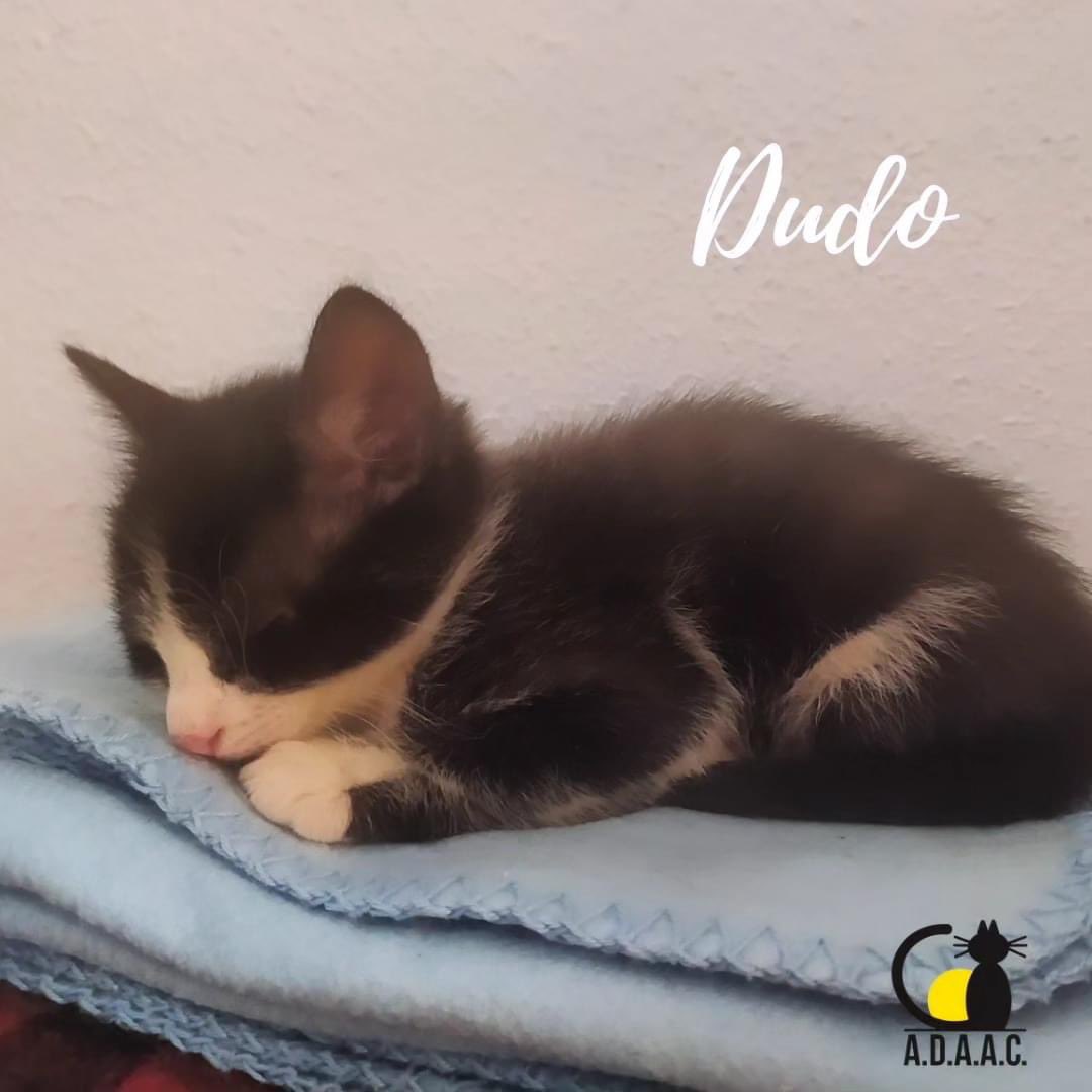 ADAAC Colmenar Viejo (Madrid) tweet media