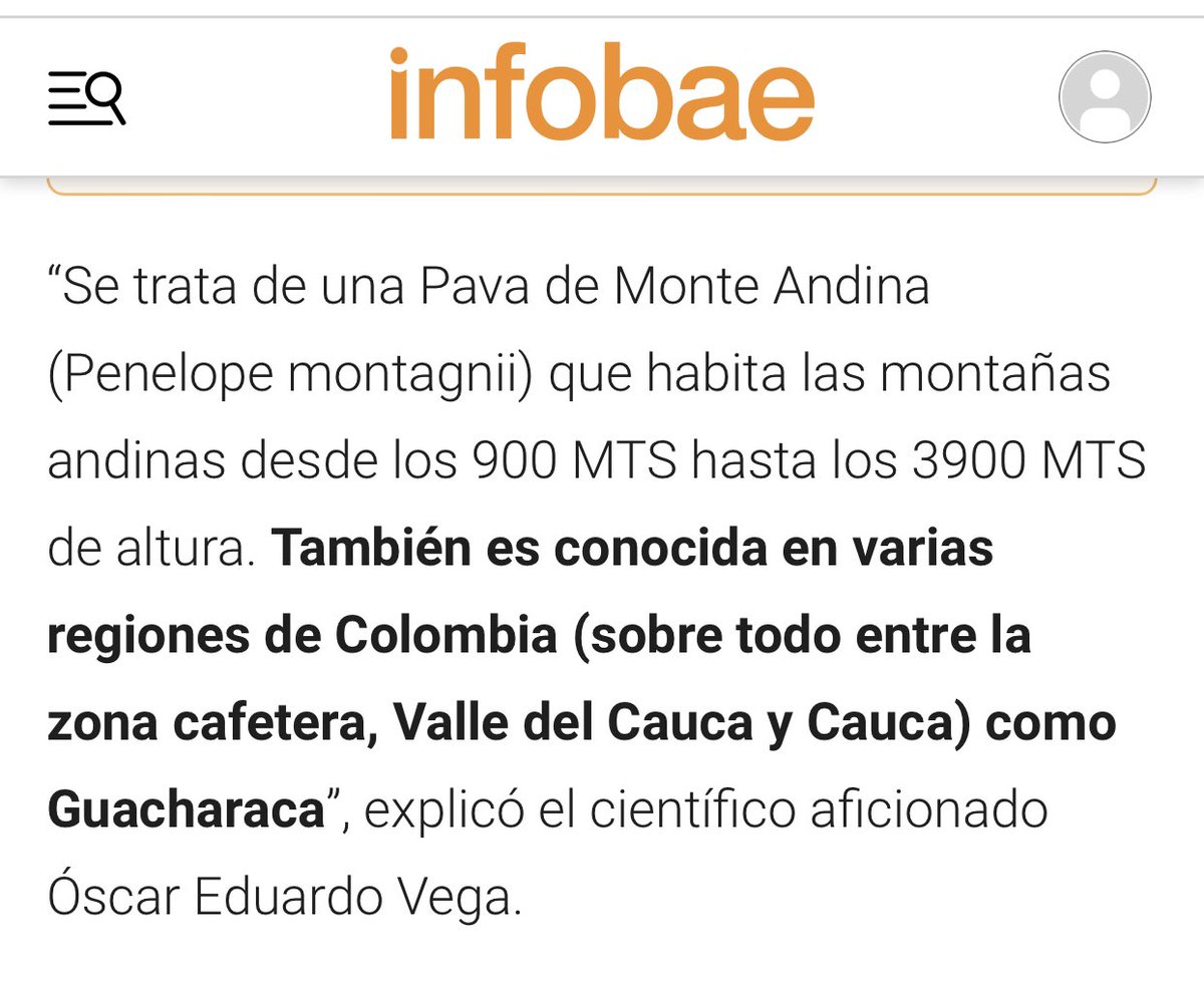 oswaldoaves's tweet photo. Señores @infobaecolombia 
Hablan de la pava andina observada recientemente pero luego la nombran como Guacharaca cuando no lo es. 
¡No deben confundir al público!
Tampoco es cierto que llego a la ciudad por deforestación. Estas aves siempre han estado cerca a la ciudad 🏙 https://t.co/BQnBm8HjlK