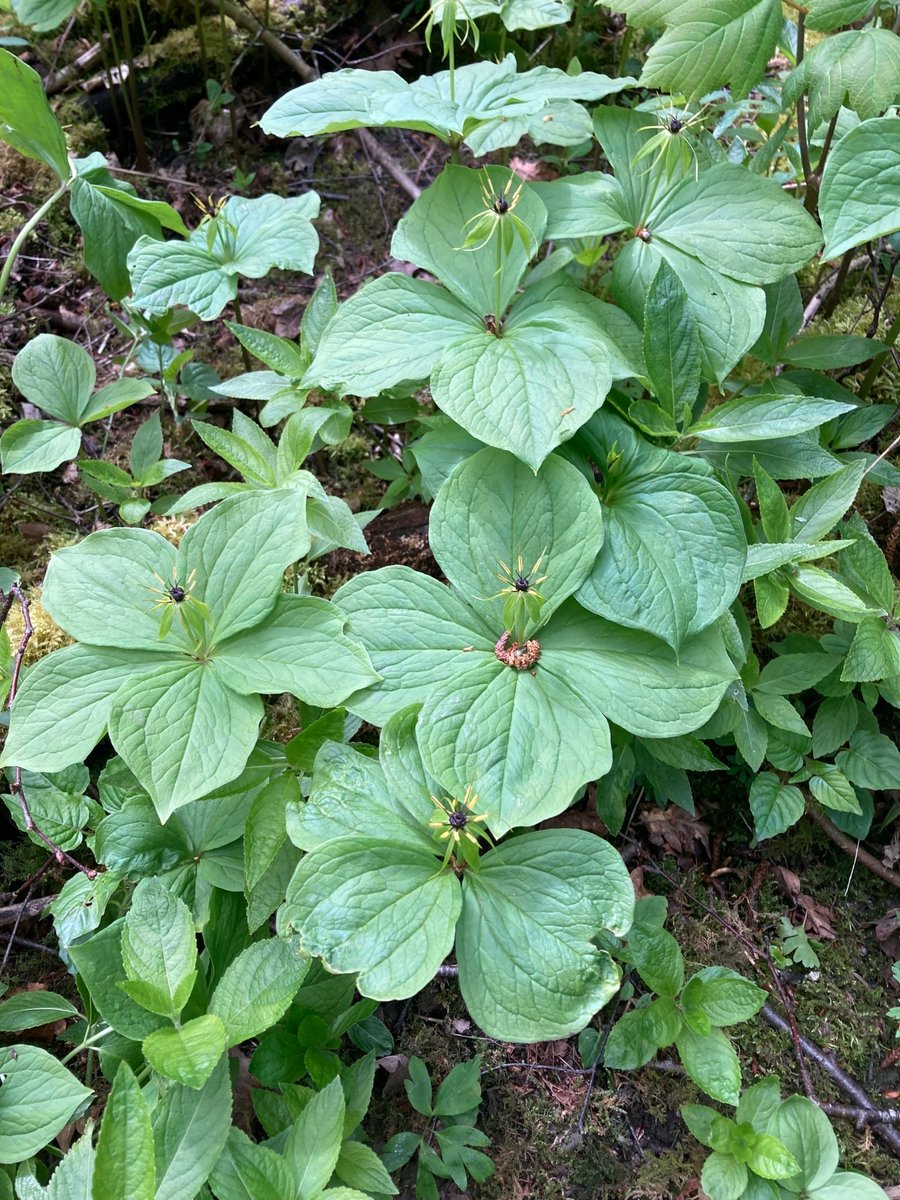 It's now the perfect time to see Spring flowers in Nottinghamshire's woodlands! In the next few weeks you'll see Bluebells, Dog’s Mercury, Wood Anemone &amp; Wood Garlic, and if you are fortunate, possibly rarer species such as Herb Paris and Early-purple Orchid!
📷: Kayleigh W