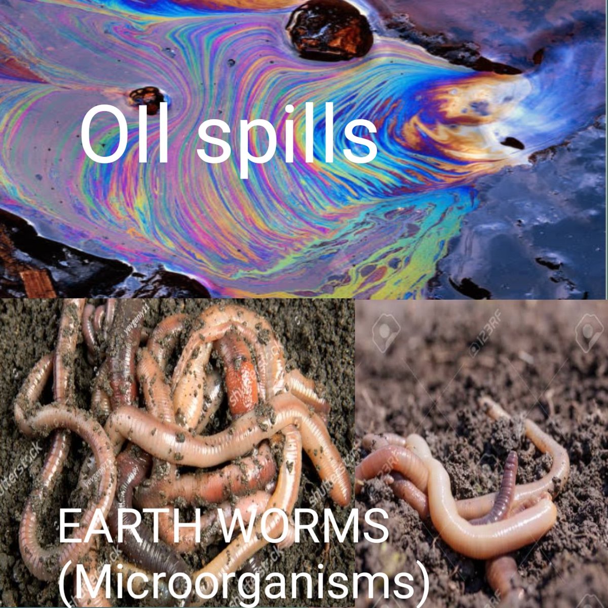 Earth worms play vital roles including but not limited to aeration of the soils which provides man kind with livelihood.
EACOP pipeline is bound to burst like any other pipelines have burst and spilled causing death of microorganisms that make soil conducive 4 crops 
@stopEACOP