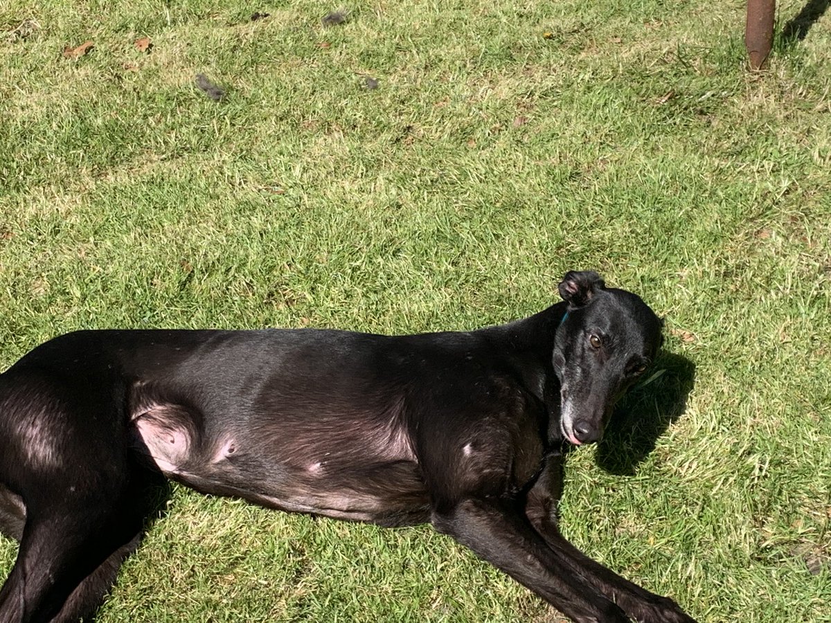 Our girl Droopys Tulip out enjoying the sun. She’s had 2 litters and still looks like she could grace the track #greyhounds #britishbred #Droopys #weloveourdogs