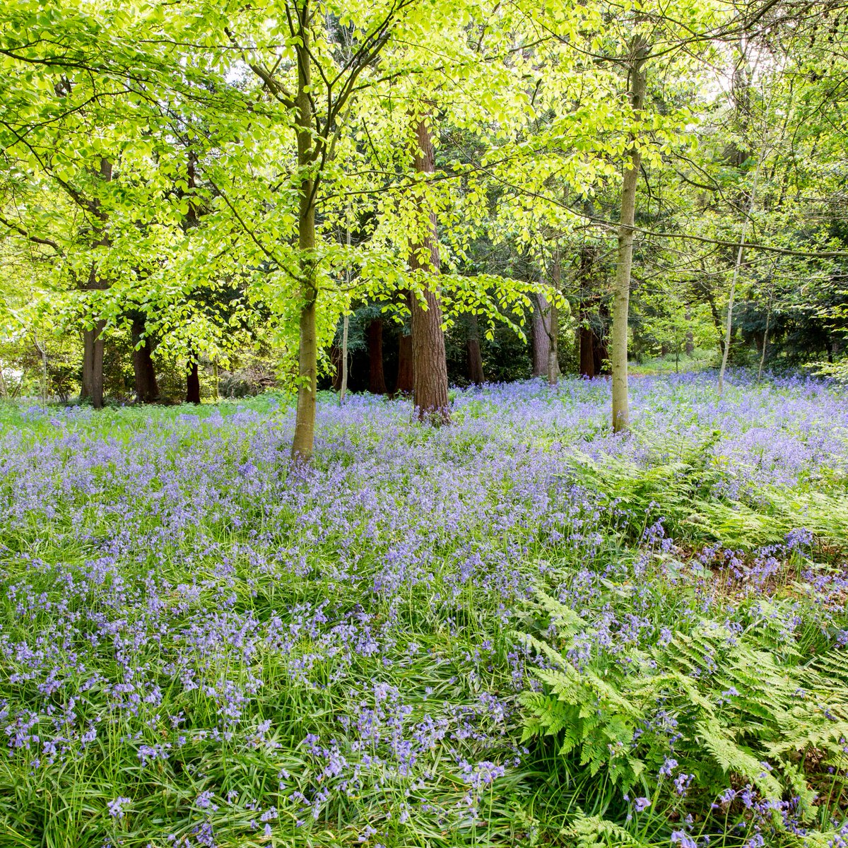 Take a stroll through the Pleasure Ground Wood area of the garden where you’ll discover woodland floors carpeted with bluebells. These magical bell-shaped flowers are one of the spring highlights here at Chirk Castle, where they're coming into their prime. bit.ly/43i6K0v