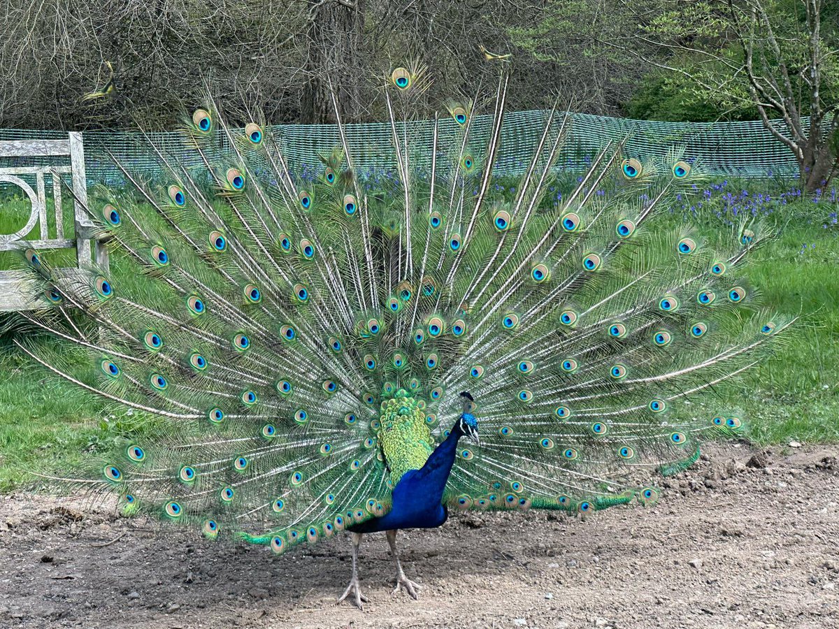 sheffieldparkNT tweet picture