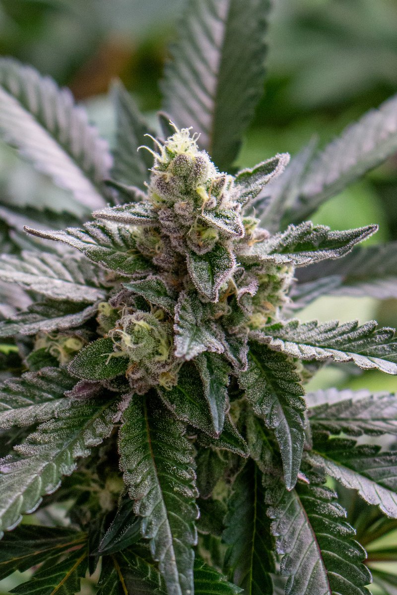 bsf_seeds's tweet photo. Cultivando momentos memorables desde la semilla hasta la cosecha. 🌿🌄 #BSFSeeds https://t.co/omRbOLxlUz