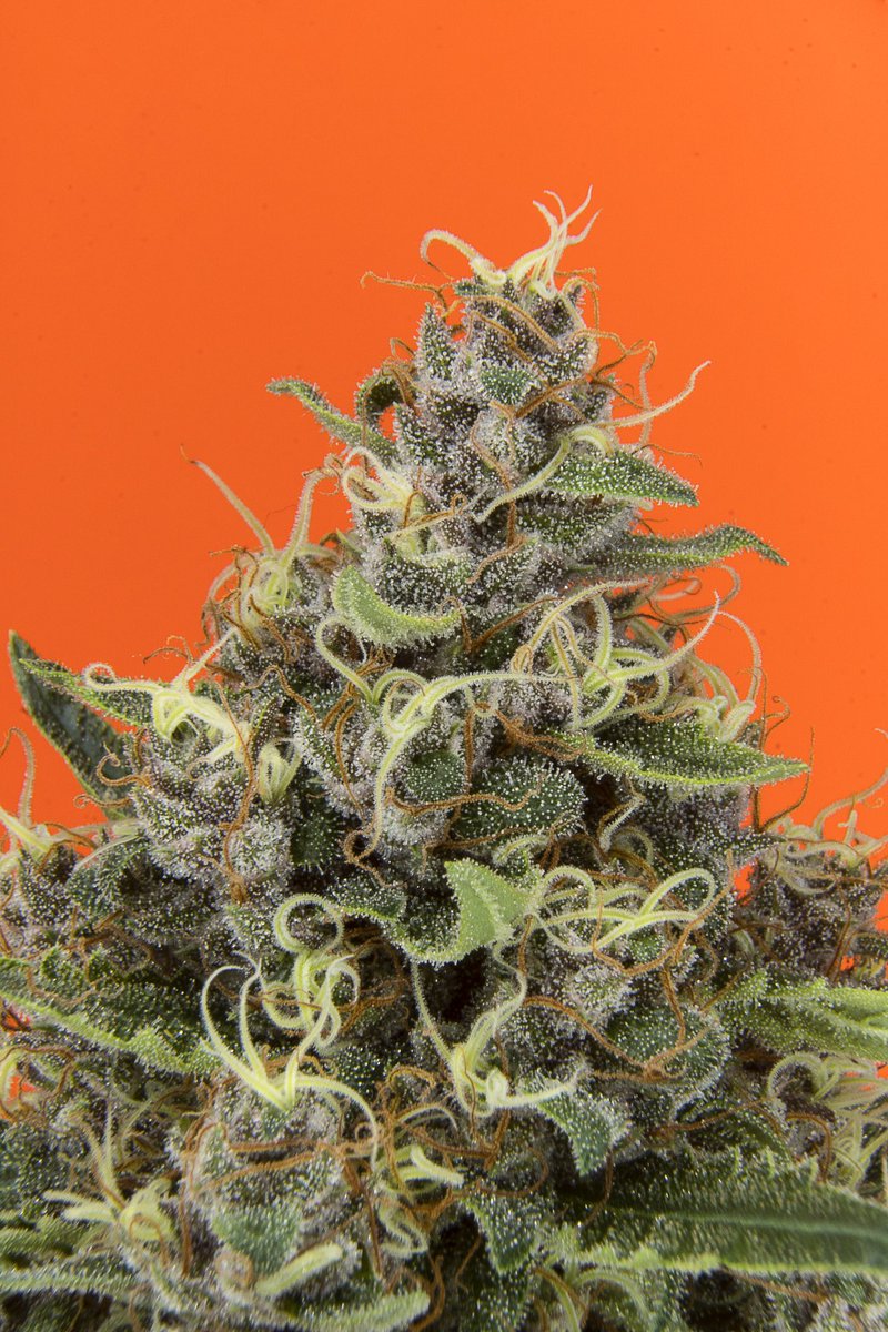 bsf_seeds's tweet photo. Amor por el cultivo, pasión por el cannabis. 🌱❤️ #BSFSeeds https://t.co/DMR1Zqtnbd
