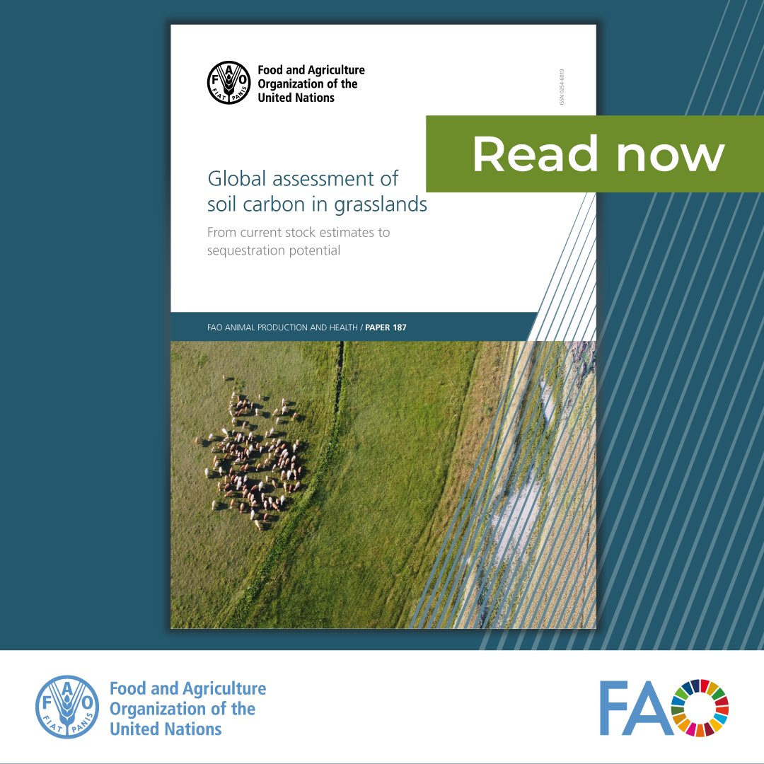 📢 Soils can play a crucial role in

🌍 #ClimateAction
🌳 land degradation neutrality
🧒🏽 alleviating hunger.

This @FAO study explores the impacts of livestock management on soil carbon.
➡️ doi.org/10.4060/cc3981…

🐄🐄🐄

#SustainableLivestock
#FAOLEAP