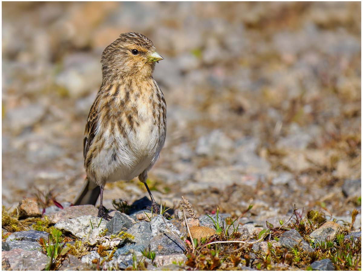 Twite. North Ledaig, Argyll. #wildlifephotography #ukwildlifeimages #olympusphotography #omsystem @OMSYSTEMcameras @ElyPhotographic #birdphotography #bird